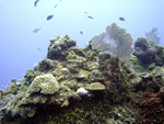 Roatan 2010