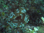 Roatan 2010