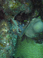 Roatan 2010