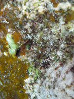 Roatan 2010