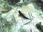 Roatan 2010