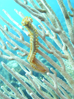 Roatan 2010
