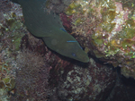 Roatan 2010