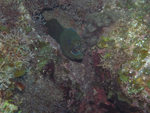Roatan 2010
