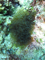 Roatan 2010
