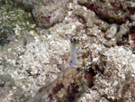 Roatan 2010