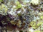 Roatan 2010