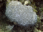 Roatan 2010