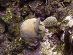 Roatan 2010