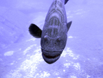 Roatan 2010