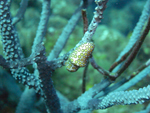 Roatan 2010