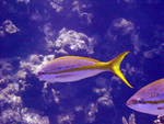 Roatan 2010
