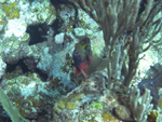Roatan 2010