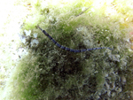 Roatan 2010