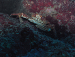 Roatan 2010