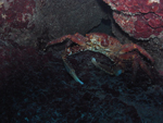 Roatan 2010