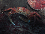 Roatan 2010