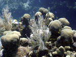 Roatan 2010