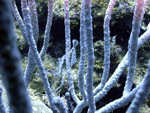 Roatan 2010