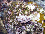 Roatan 2010