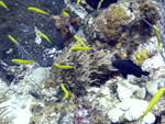 Roatan 2010