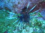Roatan 2010