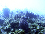 Roatan 2010