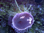 Roatan 2010