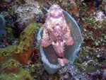Roatan 2010