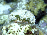 Roatan 2010