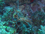 Roatan 2010