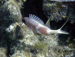 Roatan 2010