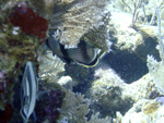 Roatan 2010