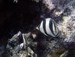 Roatan 2010