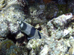 Roatan 2010