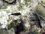 Roatan 2010
