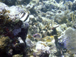 Roatan 2010
