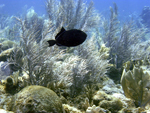 Roatan 2010