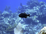 Roatan 2010