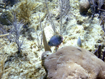 Roatan 2010