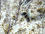 Roatan 2010