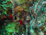 Roatan 2010