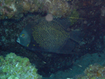 Roatan 2010