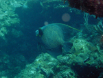 Roatan 2010