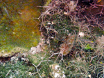 Roatan 2010