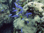 Roatan 2010
