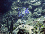 Roatan 2010