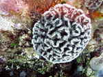 Roatan 2010