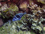 Roatan 2010