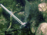 Roatan 2010